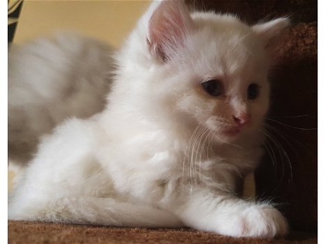 Verbluffende Perzische Angora-kittens - 2