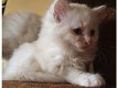 Verbluffende Perzische Angora-kittens - 2 - Thumbnail