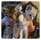 Kittens op zoek naar een nieuw huis ... - 0 - Thumbnail
