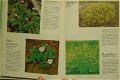 Blommor i skog och mark - 2 - Thumbnail