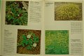 Blommor i skog och mark - 3 - Thumbnail