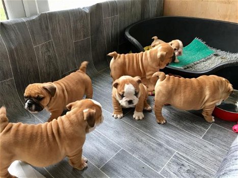 Mannelijke en vrouwelijke Engelse Bulldog-Pups - 0