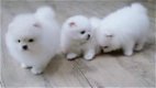 Super schattige Pommeren puppy's. - 0 - Thumbnail