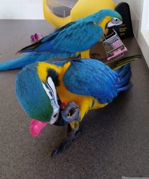 geweldige paren ara-papegaaien - 0
