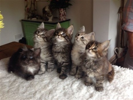 lieve Maine Coon Kittens beschikbaar - 0