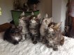 lieve Maine Coon Kittens beschikbaar - 0 - Thumbnail
