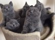 mooie Britse kittens met kort haar - 0 - Thumbnail