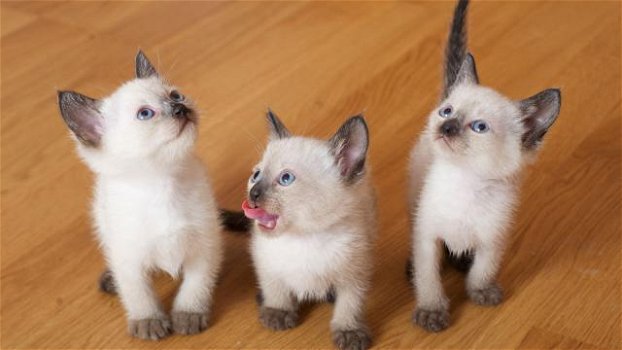 Heerlijke Ragdoll Kittens - 0