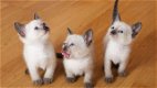 Heerlijke Ragdoll Kittens - 0 - Thumbnail
