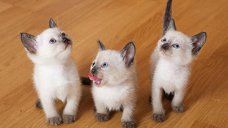Heerlijke Ragdoll Kittens