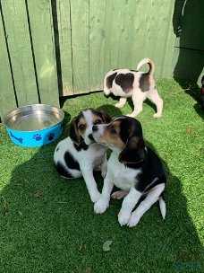 Prachtige Beagle-Pups beschikbaar.