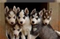 mannelijke en vrouwelijke Siberische Husky-puppy's - 0 - Thumbnail