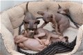 Mannelijke en vrouwelijke sphynx-kittens - 0 - Thumbnail