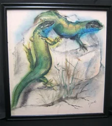 Smaragdhagedis,tekening,K.Jaude, repro aquarel, 40x43 cm,gst