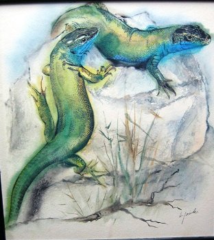 Smaragdhagedis,tekening,K.Jaude, repro aquarel, 40x43 cm,gst - 1