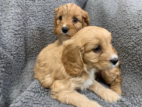 Gezonde Cavapoo-puppy's te koop - 0