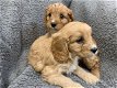 Gezonde Cavapoo-puppy's te koop - 0 - Thumbnail