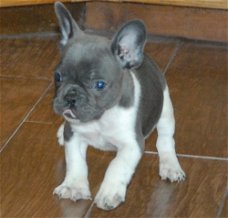 Mooie Franse bulldog op zoek naar een nieuw huis