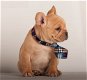 Mooie Franse bulldog op zoek naar een nieuw huis - 2 - Thumbnail