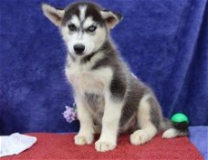 Mooie Siberische husky op zoek naar een nieuw huis