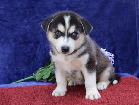 Mooie Siberische husky op zoek naar een nieuw huis - 1