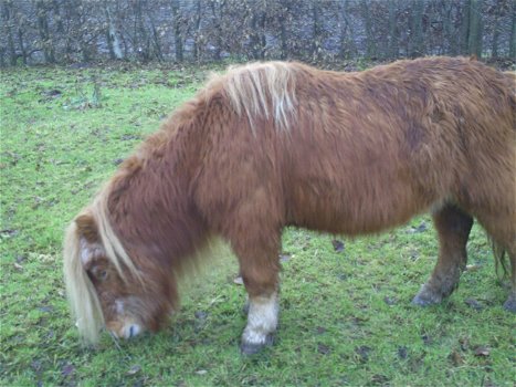 leuke pony te koop of ruilen - 0