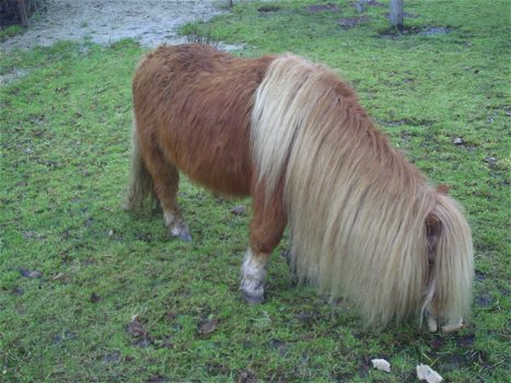 leuke pony te koop of ruilen - 1