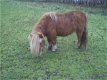 leuke pony te koop of ruilen - 4 - Thumbnail