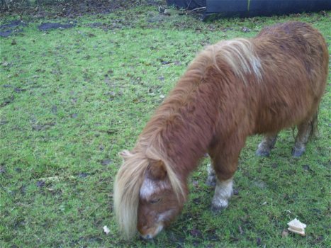 leuke pony te koop of ruilen - 6