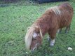 leuke pony te koop of ruilen - 7 - Thumbnail
