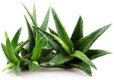Geurolie Aloe vera 1 liter - 0 - Thumbnail