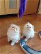 Prachtige Perzische kittens. - 0 - Thumbnail