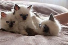 Geweldige ragdoll-kittens.