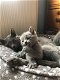 Prachtige Russische blauwe kittens. - 0 - Thumbnail