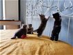 Mooie Siberische Kittens. - 0 - Thumbnail