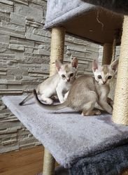 Leuke Singapura Kittens beschikbaar.