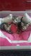 Mooie Britse langhaar kittens - 0 - Thumbnail