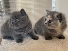 Brits korthaar kittens.