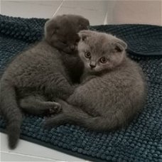 Mannelijke en vrouwelijke Scottish fold kittens beschikbaar.