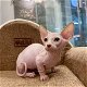 Sphynx kittens beschikbaar voor een nieuw huis. - 0 - Thumbnail