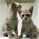 Geweldige Australian Mist-kittens beschikbaar. - 0 - Thumbnail