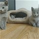 Prachtige Russische blauwe kittens. - 0 - Thumbnail