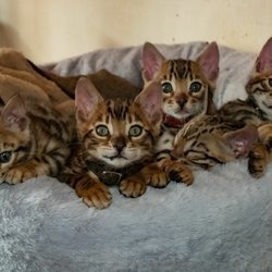 Mooie baby Bengaalse kittens klaar voor een nieuw huis. - 0