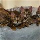 Mooie baby Bengaalse kittens klaar voor een nieuw huis. - 0 - Thumbnail