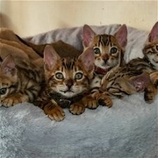 Mooie baby Bengaalse kittens klaar voor een nieuw huis.