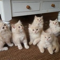 Mooie crème Perzische kittens.