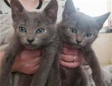 Gecertificeerde Russische blauwe kittens.