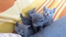 RUSSISCHE BLAUWE KITTENS