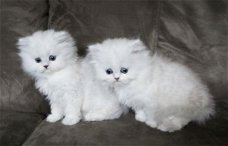 PERZISCHE KITTENS