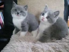 BRITSE KORTHAAR KITTENS